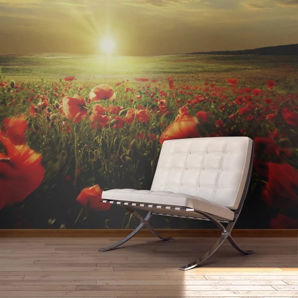 Φωτοταπετσαρία - Morning on the poppy meadow 450x270