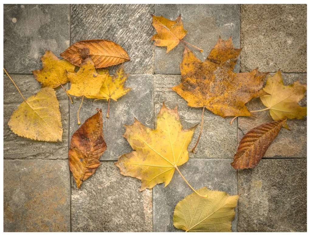 Φωτοταπετσαρία - Harbinger of autumn 250x193