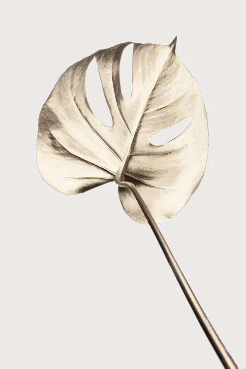 Εικονογράφηση Monstera Gold 05, Studio Collection