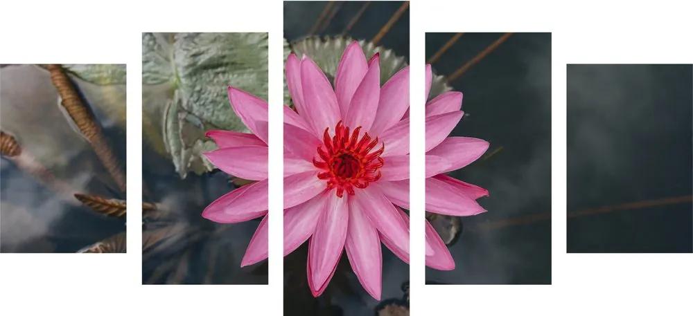 Εικόνα 5 τμημάτων μαγευτικό λουλούδι λωτού