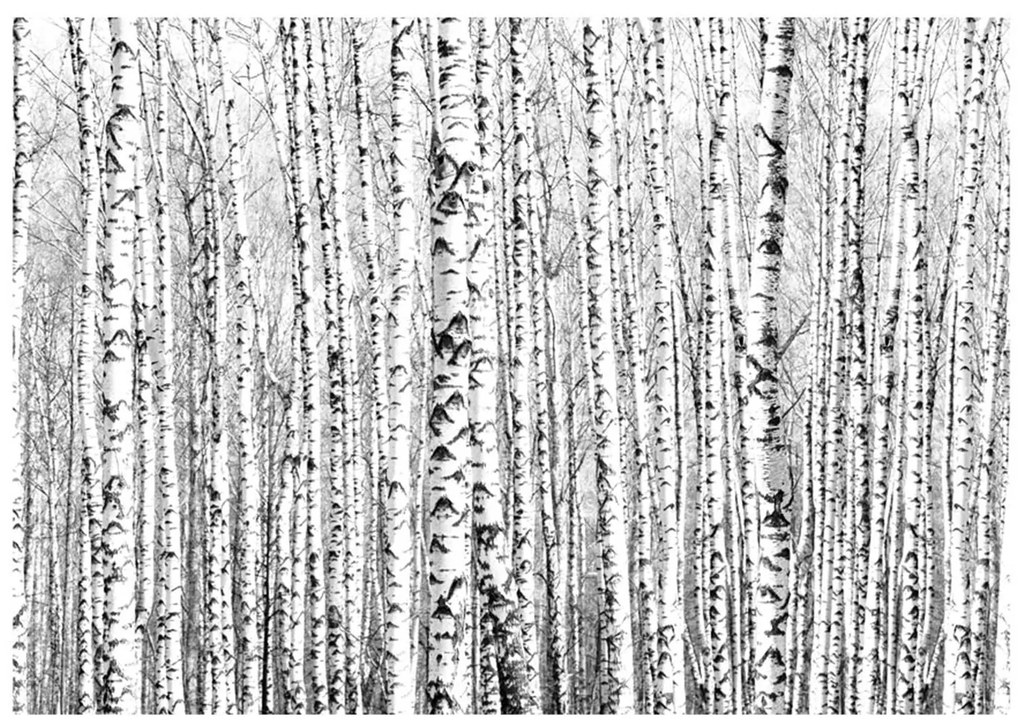 Φωτοταπετσαρία - Birch forest 450x270