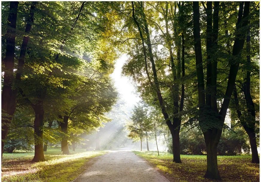 Αυτοκόλλητη φωτοταπετσαρία - Morning Walk - 245x175