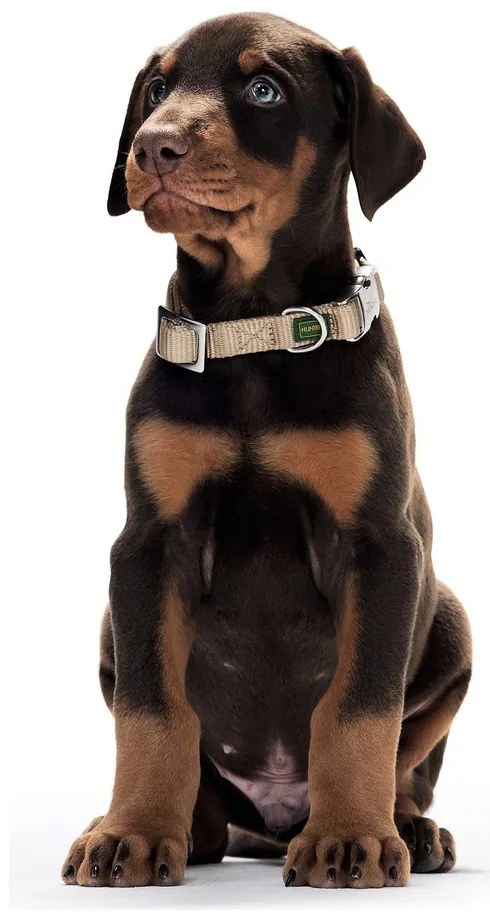 Κολλάρο Σκύλου Hunter Alu-Strong Μαύρο Μέγεθος M (40-55 cm)