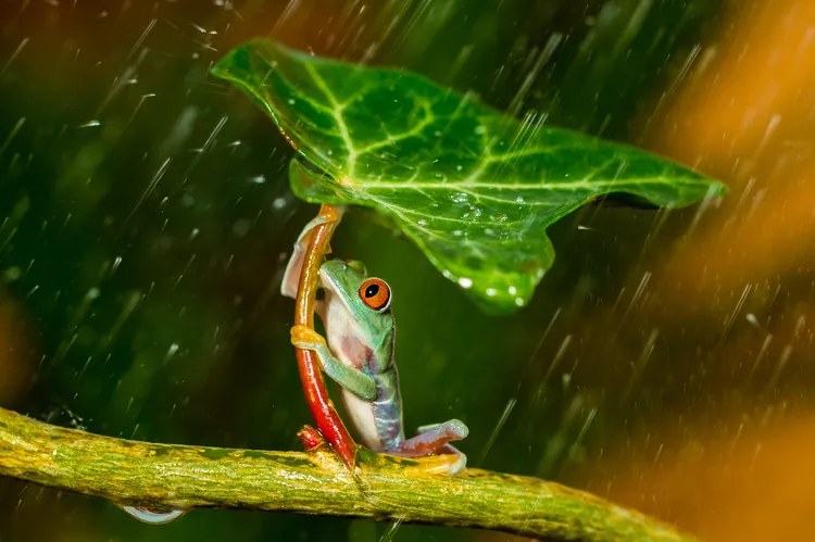 Φωτογραφία Ohh Noo :( It's Raining, Kutub Uddin