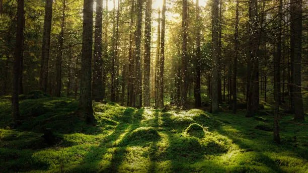 Φωτογραφία Magical fairytale forest., Björn Forenius