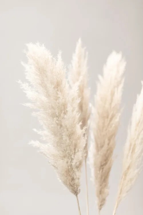 Φωτογραφία Pampas Grass Grey 02, Studio Collection