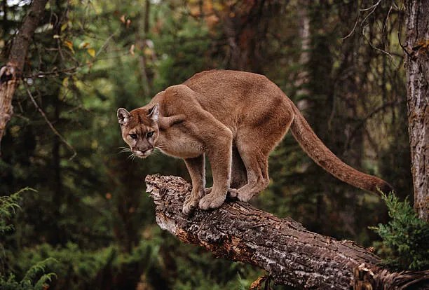 Φωτογραφία Mountain Lion on Tree Stump, John Conrad