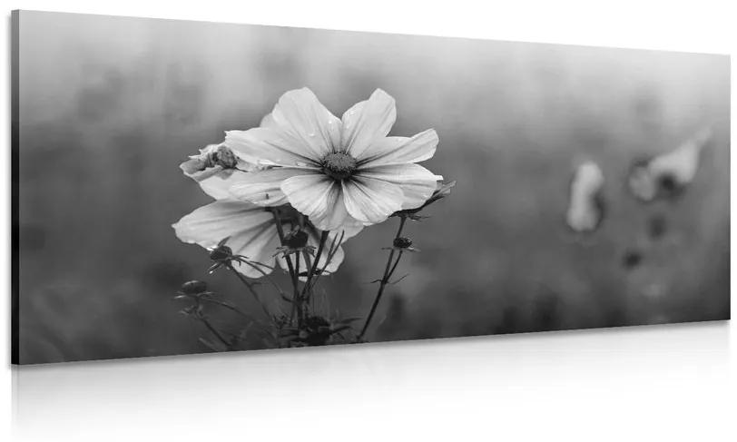 Εικόνα ανθισμένο λουλούδι σε μαύρο & άσπρο - 100x50