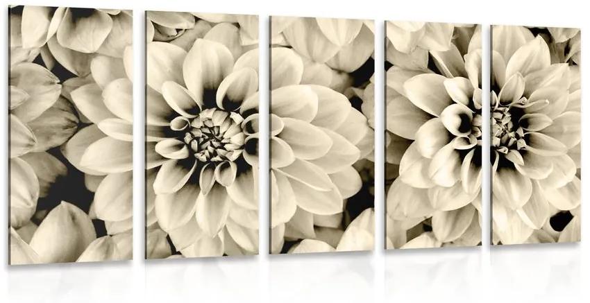 Εικόνα 5 τμημάτων λουλούδια ντάλια σε σχέδιο σέπια