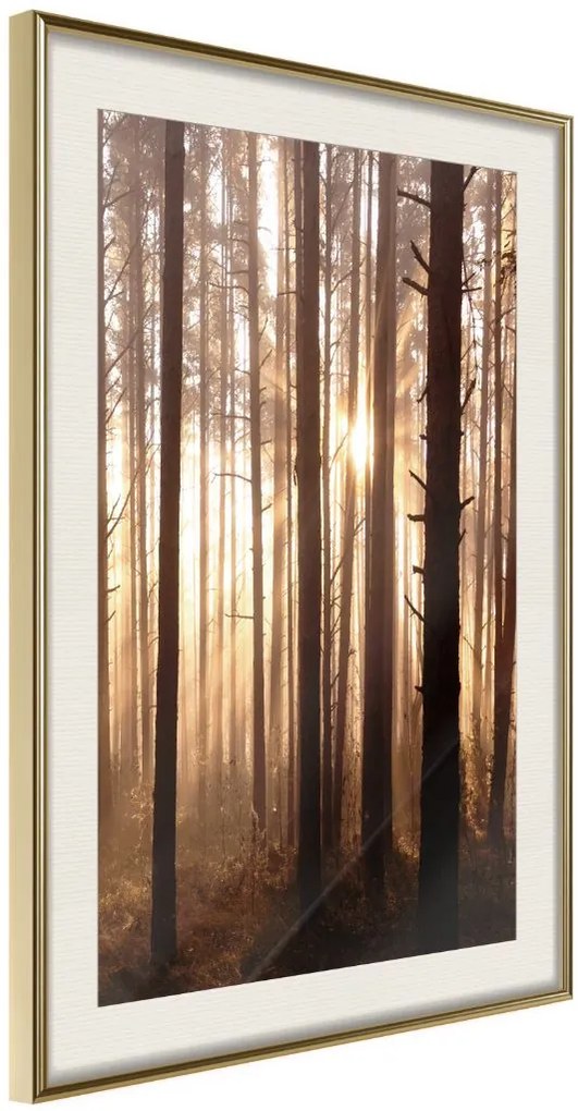 Αφίσα - Morning in the Forest - 40x60 - Χρυσό - Με πασπαρτού