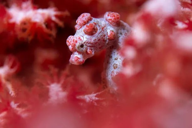 Φωτογραφία Pygmy Seahorse reef, mkurtbas