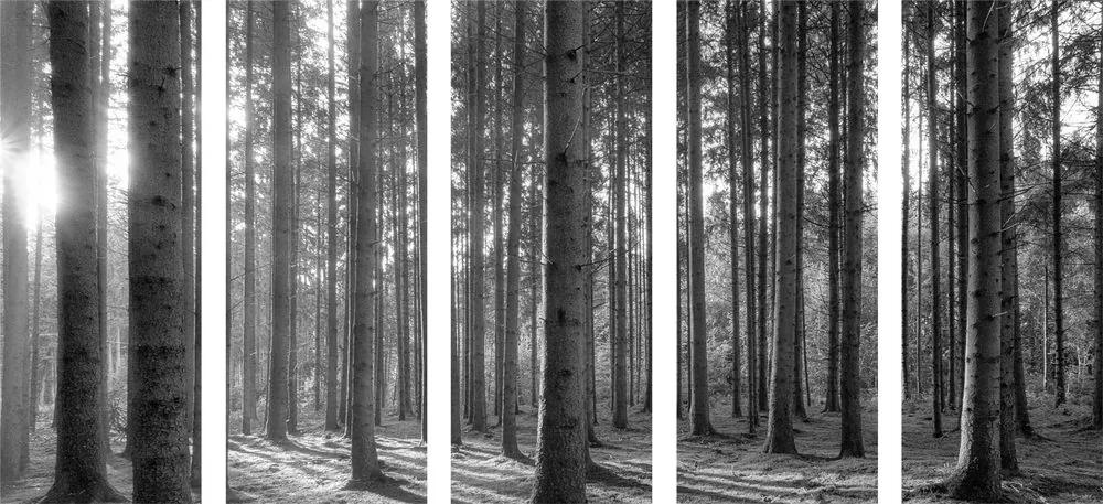 Εικόνα 5 μερών που τρέχει στο δάσος σε ασπρόμαυρο - 100x50