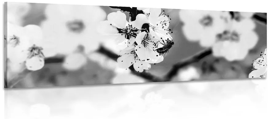 Εικόνα λουλουδιών δέντρων την άνοιξη σε μαύρο & άσπρο - 135x45