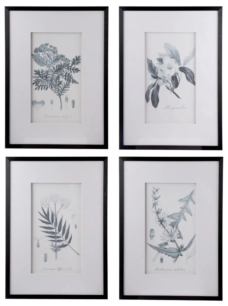 Artekko Botanical Πίνακας με Κορνίζα Πλαστικό Γυαλί Μαύρο Λευκό (50x3x70)cm Σετ/4 Artekko AV43782