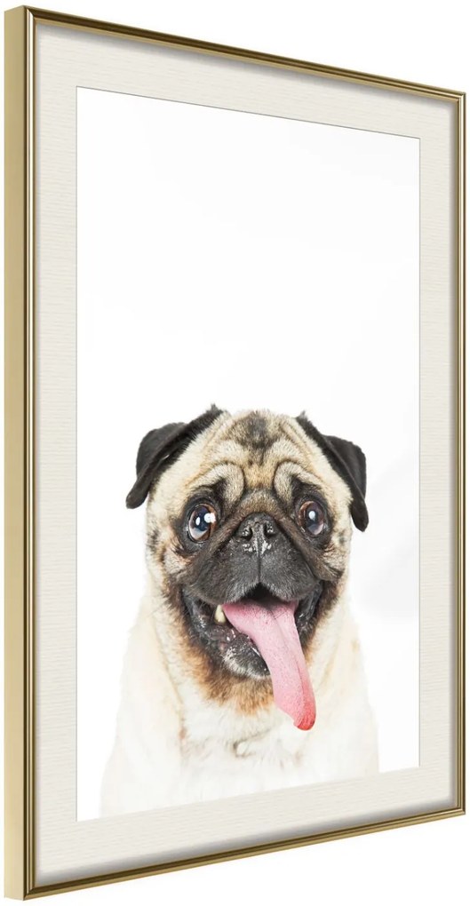 Αφίσα - Funny Pug - 30x45 - Χρυσό - Με πασπαρτού