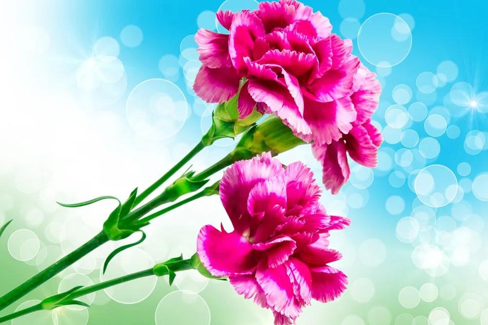 Εικόνα λουλούδι γαρύφαλλο