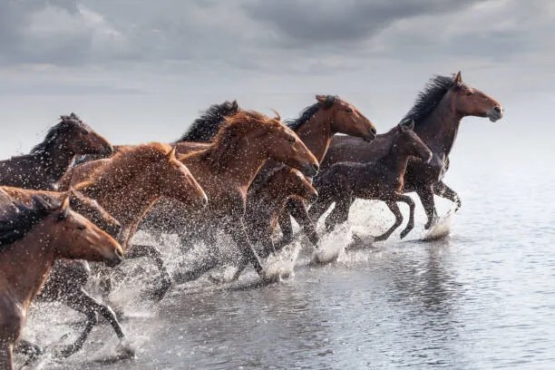 Φωτογραφία Herd of Wild Horses Running in Water, tunart