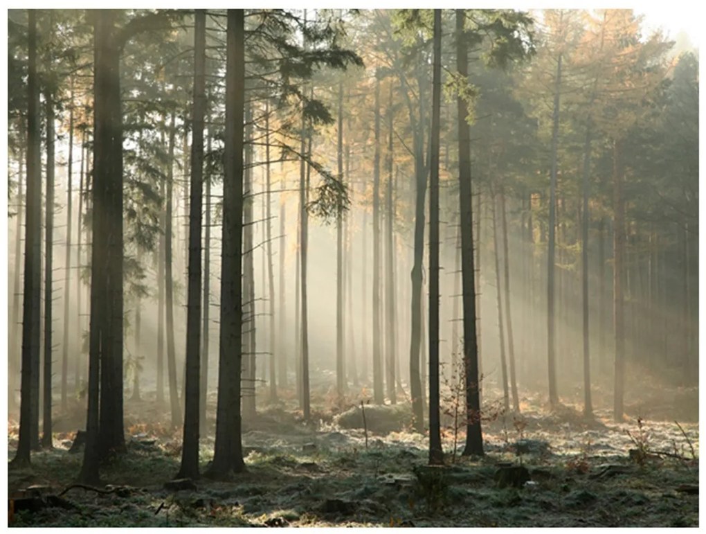 Φωτοταπετσαρία - Foggy November morning 250x193