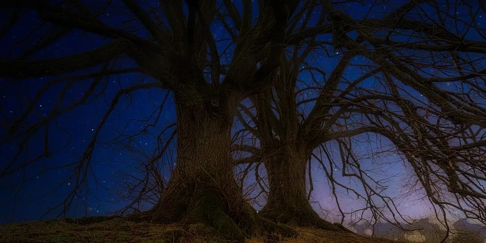 Εικόνα δέντρων στο νυχτερινό τοπίο - 120x60