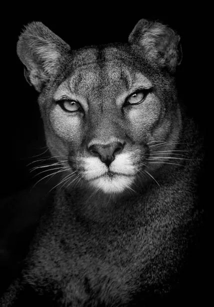 Φωτογραφία Portrait of a Puma, Andy Smith