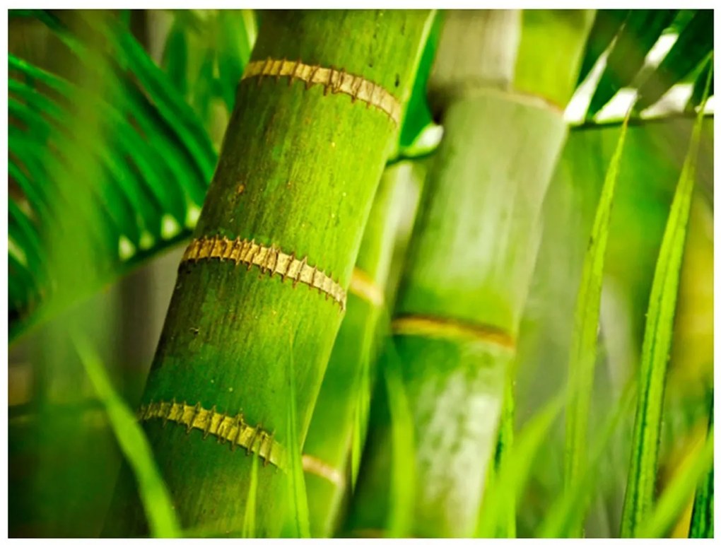 Φωτοταπετσαρία - bamboo - detail 200x154