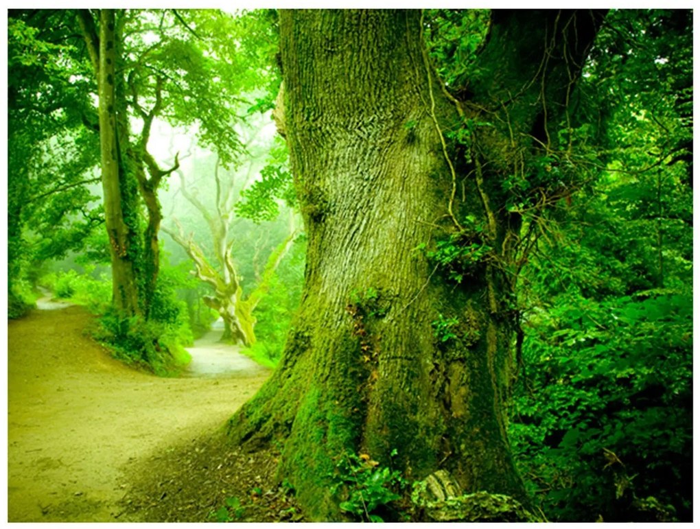 Φωτοταπετσαρία - Forest pathway 300x231