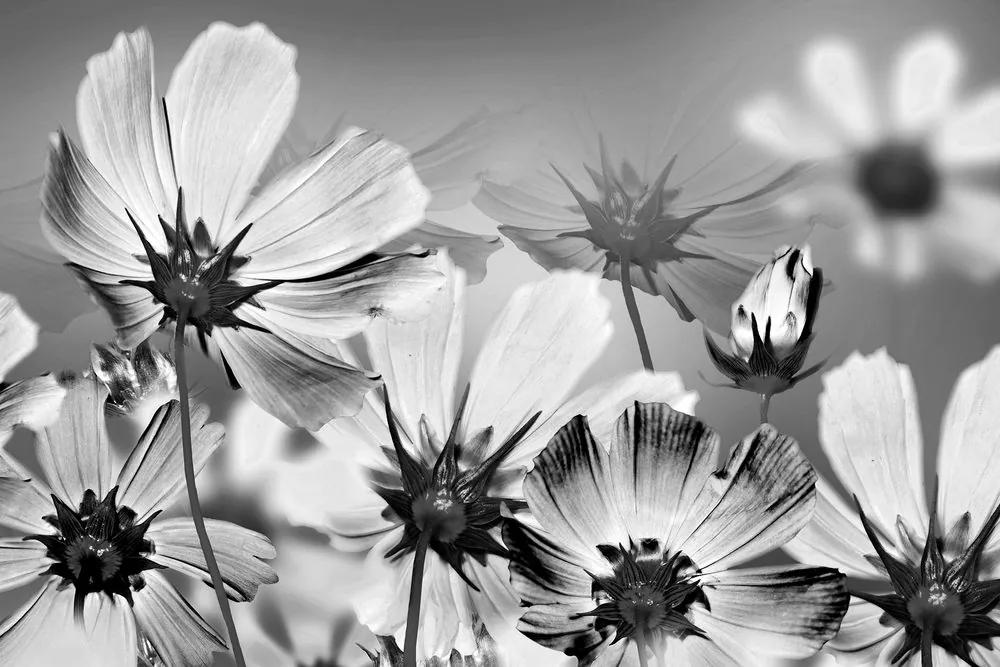 Εικόνα καλοκαιρινών λουλουδιών σε μαύρο & άσπρο
