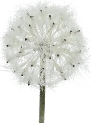 Beauty Home ΛΟΥΛΟΥΔΙ 50CM