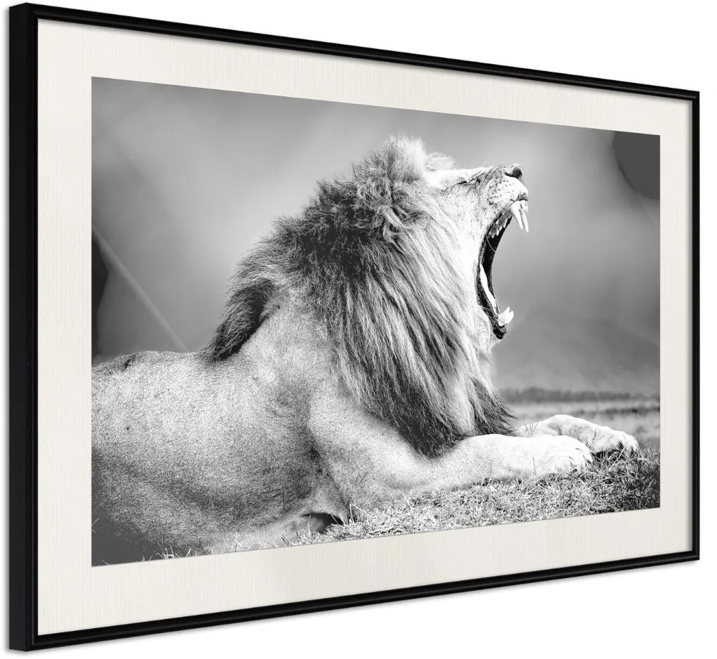 Αφίσα - Yawning Lion - 60x40 - Μαύρο - Με πασπαρτού