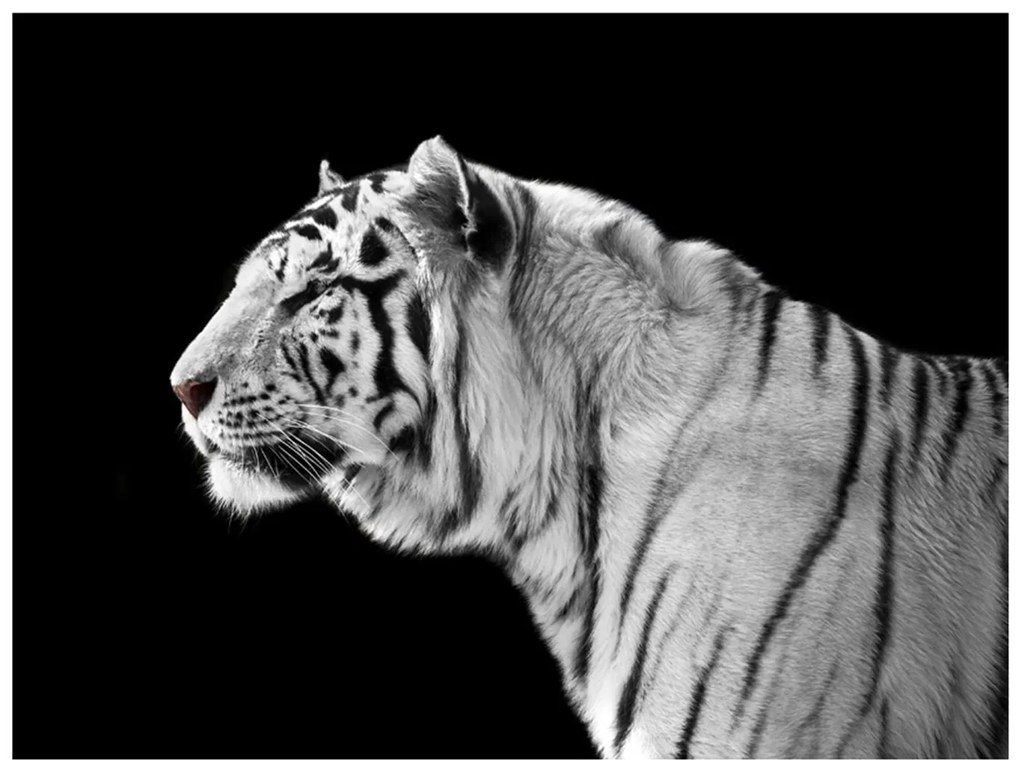 Φωτοταπετσαρία - White tiger 200x154