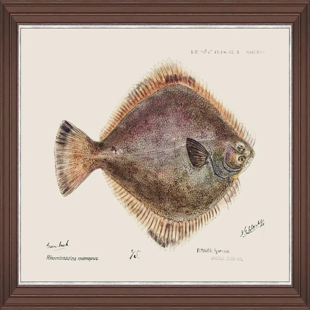 Κάδρο Mediterranean Fish - Flounder By F Clark Fa13377 50X35Cm Brown-Rose Mindthegap Οριζόντιοι Wood