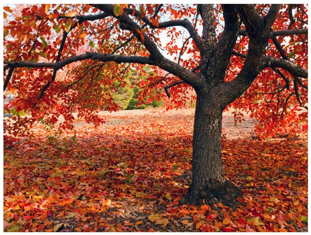 Φωτοταπετσαρία - Tree in fall 350x270