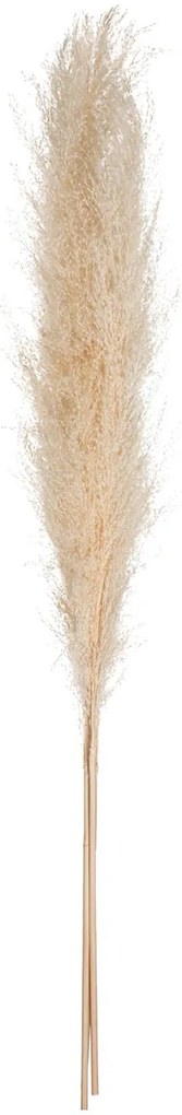 Αποξηραμένα Διακοσμητικά Κλαδιά Pampas 110εκ. (Σετ 3τμχ) A-S Pampa Naturelle 179282