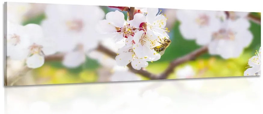 Εικόνα των λουλουδιών δέντρων την άνοιξη - 120x40