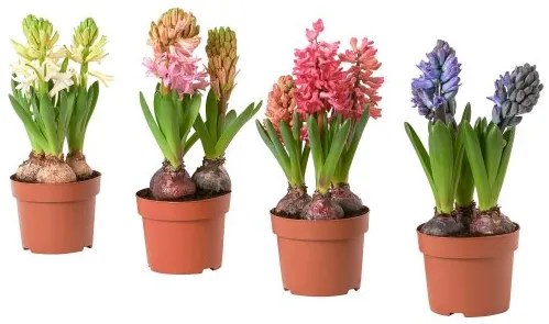 HYACINTHUS φυτό σε γλάστρα/3 βολβοί/Υάκινθος, 12 cm 605.878.42