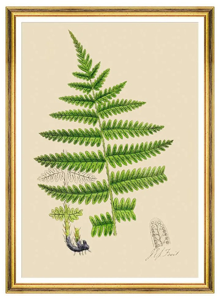 Κάδρο Ferns III FA13244 50x70cm Green MindTheGap Κάθετοι Wood