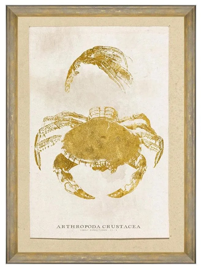 Κάδρο Caribbean Sea Life - Arthropoda Crustacea FA13178 50X70 MindTheGap Κάθετοι Wood