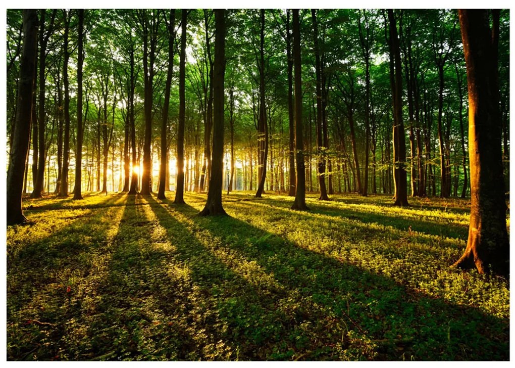 Φωτοταπετσαρία - Mystical Morning 400x280