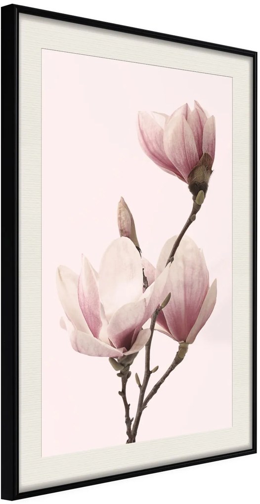 Αφίσα - Blooming Magnolias III - 20x30 - Μαύρο - Με πασπαρτού