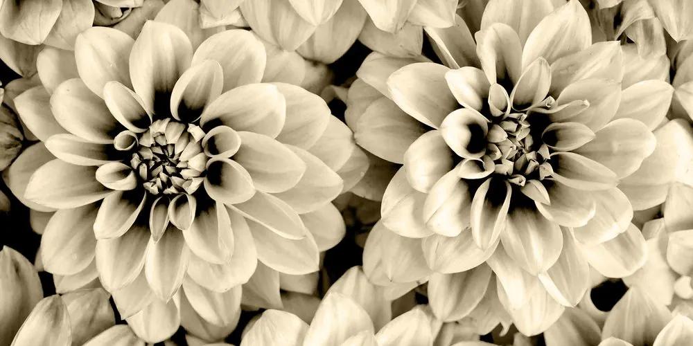 Εικόνα λουλούδια ντάλιας σε σχέδιο σέπια - 120x60