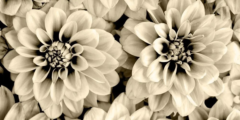 Εικόνα λουλούδια ντάλιας σε σχέδιο σέπια