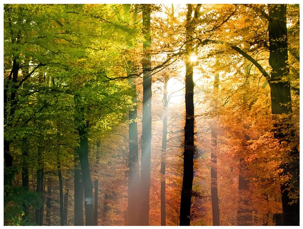 Φωτοταπετσαρία - Beautiful autumn 250x193