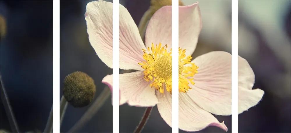 5 μέρη εικόνας ευθραυστότητας ενός λουλουδιού