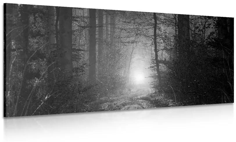Φως εικόνας στο δάσος σε ασπρόμαυρο