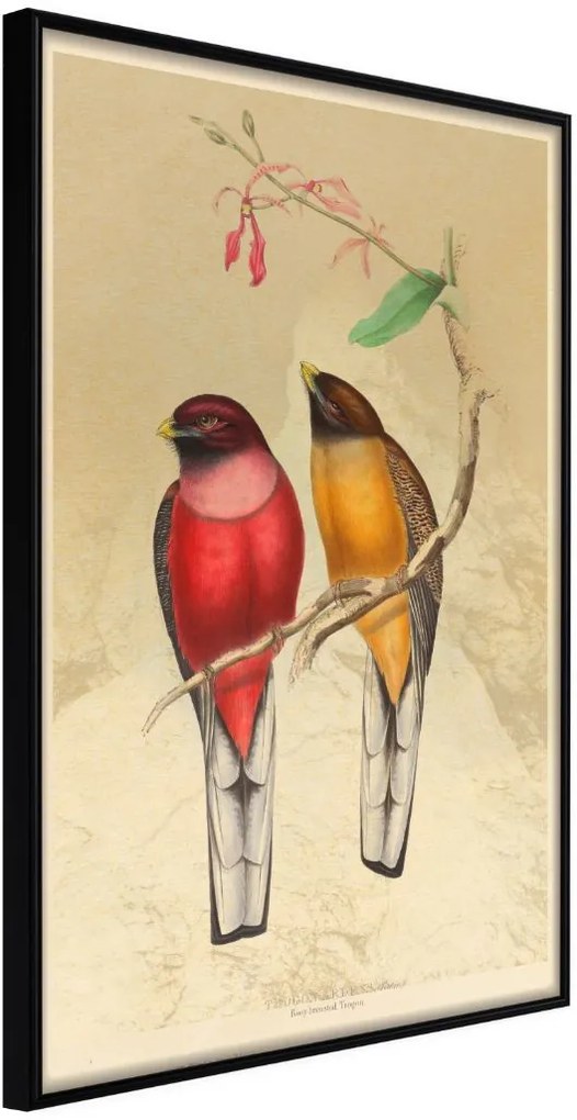 Αφίσα - Ornithologist's Drawings - 30x45 - Μαύρο - Χωρίς πασπαρτού