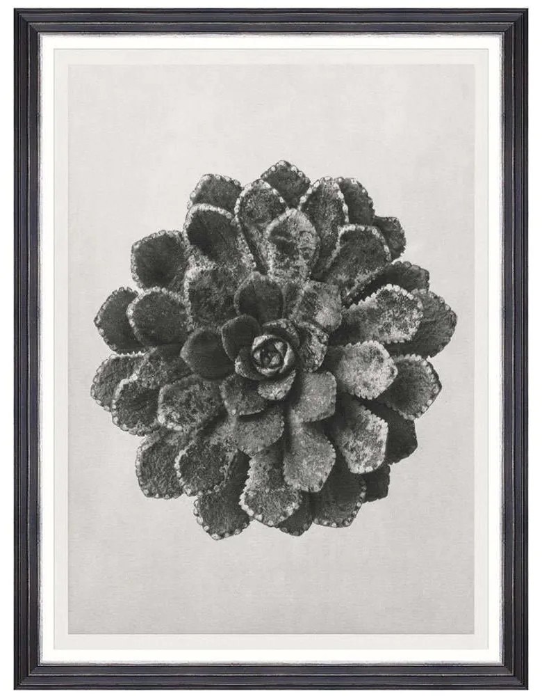 Κάδρο Saxifraga Aizon FA13414 60x80cm Black-White MindTheGap Κάθετοι Wood, Glass