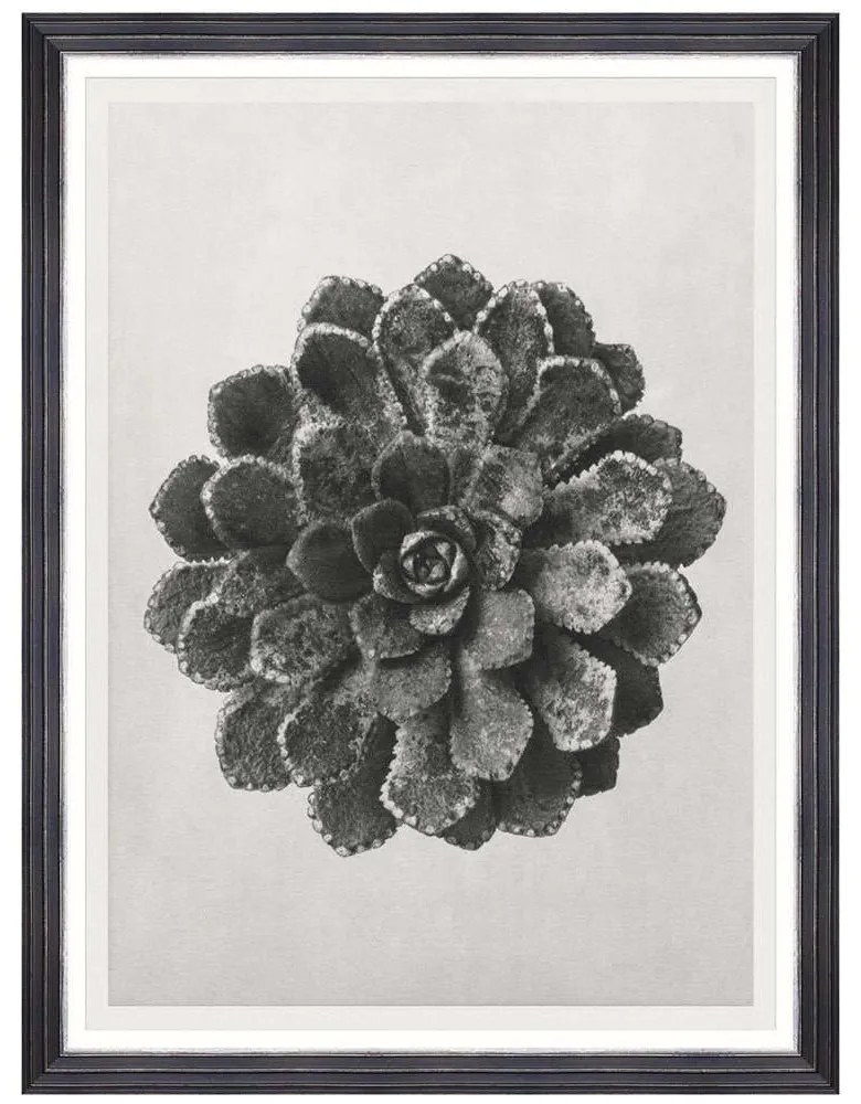 Κάδρο Saxifraga Aizon FA13414 60x80cm Black-White MindTheGap Κάθετοι Ξύλο,Γυαλί