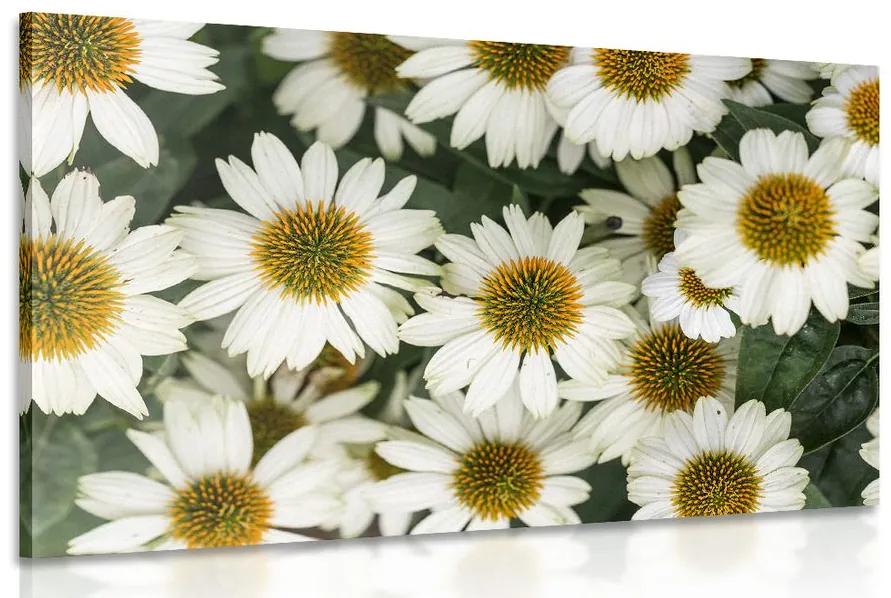 Εικόνα φαρμακευτικών λουλουδιών χαμομηλιού - 120x80