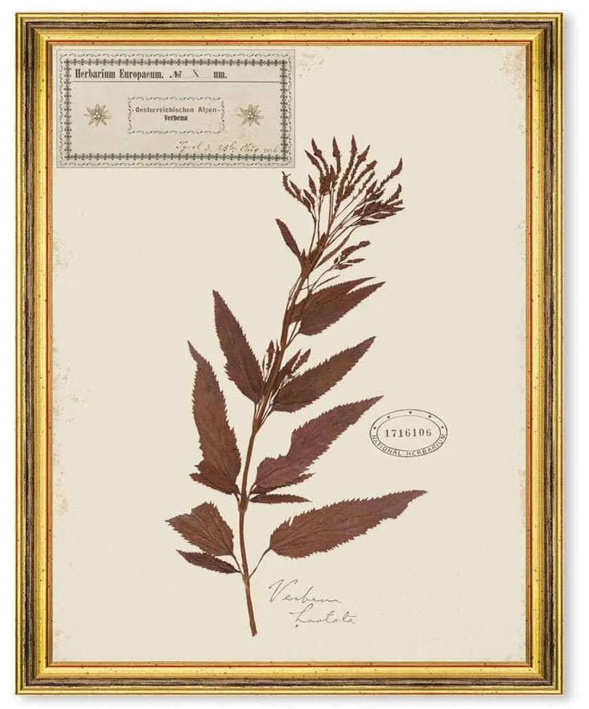 Κάδρο Herbarium Alpinium X FA13464 35x50cm Multi MindTheGap Κάθετοι Ξύλο,Γυαλί