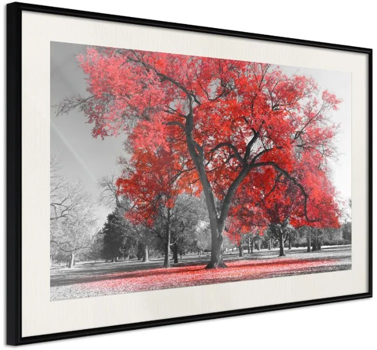 Αφίσα - Red Tree - 45x30 - Μαύρο - Με πασπαρτού